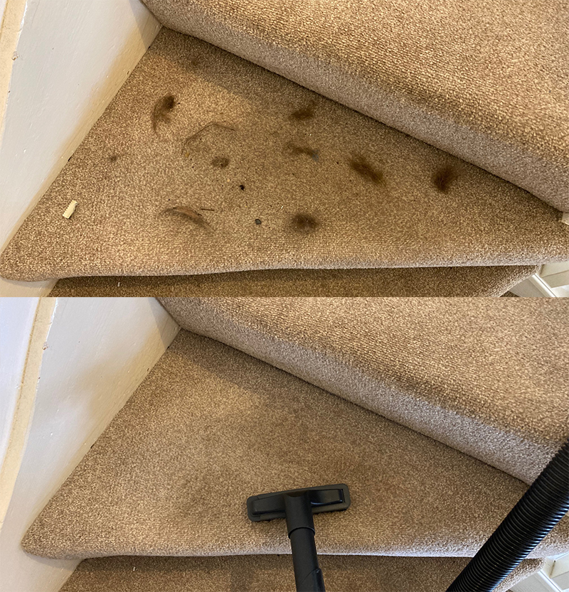 Henry Pet vacuum cleaner's upholstery brush cleaning results on stair treads.